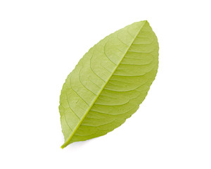 Studio shot young green Asian lime leaf isolated on white