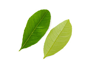 Naklejka na ściany i meble Studio shot two green Asian leaves leaf isolated on white