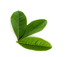 Studio shot three green Asian leaves leaf isolated on white