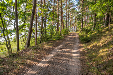 Waldweg durch einen lichten Kiefernwald am Ufer des Jezioro Mokre in Masuren Ermland Polen