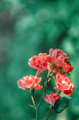 Little flowers of pink roses in the garden. Drops of dew on the petals. Close up, selective focus.