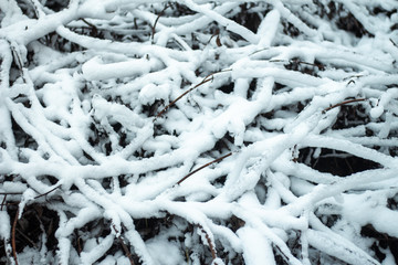 snow on branches