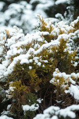 snow covered pine tree