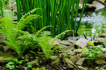 Small young green sprouts of Matteuccia struthiopteris (ostrich fern, feedhead fern or shuttlecock) on blurred background of stones and of marsh irises on banks of beautiful pond. Selective focus.