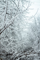 snow covered branches