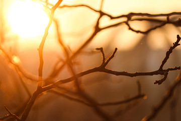 branches background sunset