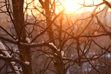 branches at the sunset