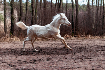 Obraz na płótnie Canvas Young cremello akhal teke breed foal running in gallop in late autumn in the sand with trees in the background. Animal in motion.