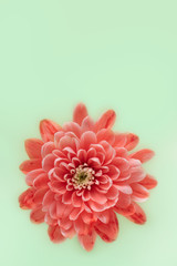 red flower isolated on green background