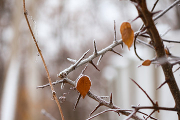 branch of a tree in winter