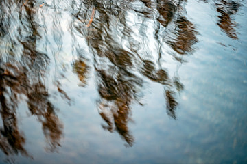 trees in waterreflexes in the seaeye of a horse, flowers at closeup, makro, närbild, sweden, stockholm, nacka, sverige