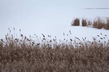 frost cane in pond