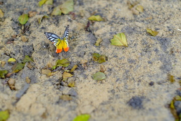 colourful butterfly on the ground with leaf 