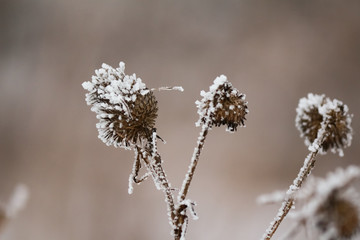  frozen plants