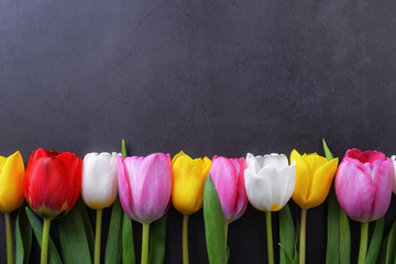 Multicolored tulips in a row against a dark gray stucco wall.