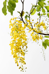 Golden Shower Tree flowers in Chatuchak Park, Bangkok, Thailand