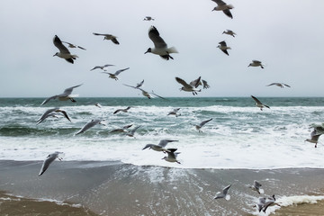 fly seagulls on the beach
