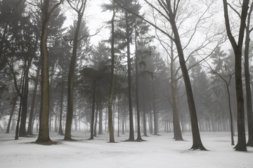 foggy morning winter snow landscape