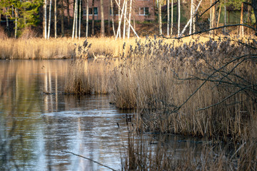 reeds in the lakereflexes in the seaeye of a horse, flowers at closeup, makro, närbild, sweden, stockholm, nacka, sverige