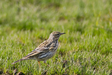 Fototapeta premium pispola (Anthus pratensis) - ritratto sul prato