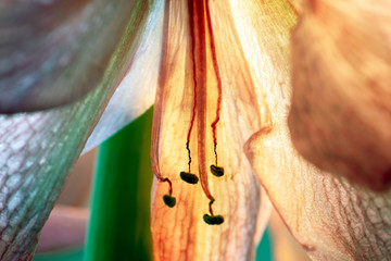 closeup of colored pencils, flowers at closeup, makro, närbild, sweden, stockholm, nacka, sverige