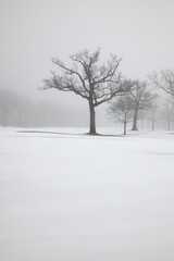 Fototapeta na wymiar foggy morning winter snow landscape