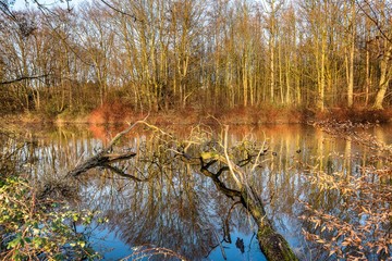 Toter Baumstamm im See Spiegelung