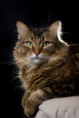 Handsome adult maine coon cat on black background.