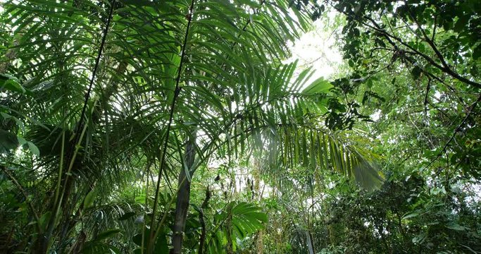 Looking up to the rainforest canopy with  rain falling,  tracking shot. Montane rainforest near Baeza on the Amazon slopes of the Andes in Ecuador.