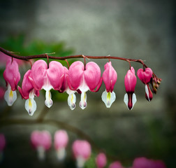 Bleeding Heart