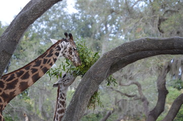 Giraffa