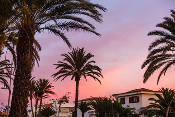 Fototapeta na wymiar Palm tree silhouette during sunset in canary islands