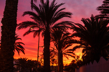 Palm tree silhouette during sunset in canary islands