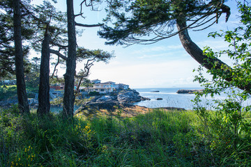 Trees on the Shore of the Salish Sea