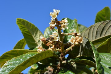 bee on  nispero blossom, Eriobotrya japonica