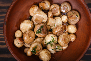 Grey cat and spruce branch