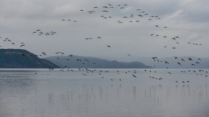 Canada gooses flying on the Saint-Laurent gulf in Canada, beautiful landscape in autumn in a fjord