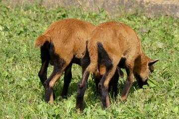 Zwei junge Kamerunschafe von hinten, Ovis gmelini aries
