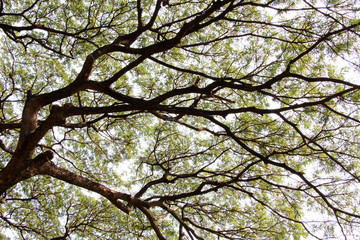 Canopy of Leaves, Chatuchak Park, Bangkok, Thailand