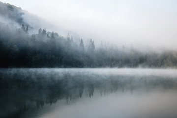 Majestic foggy morning in the wild forest by the lake. Misty nature background.