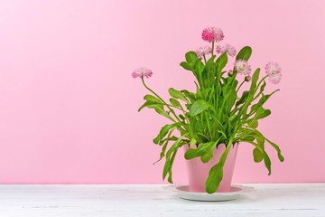 room decorative pink flower marguerite with green leaves in a pink pot on a white wooden table, on a pink background with a copy space