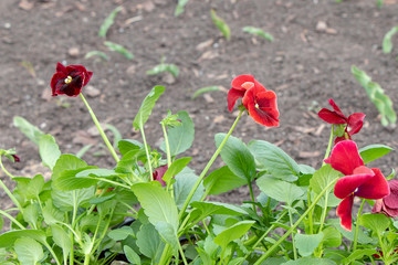 A red pansy flower is planted in a flower bed. Spring is a new life, seedlings. Scientific name...