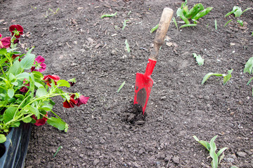 A red pansy flower is planted in a flower bed. Spring is a new life, seedlings. Scientific name...