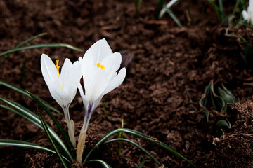 White snowdrop flower blossomed. Spring is a new life. Scientific name Crocus flavus Weston