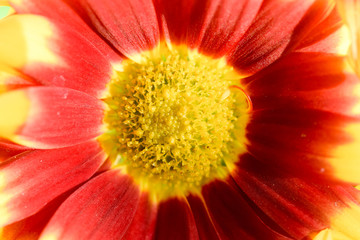 makro from red and yellow flower
