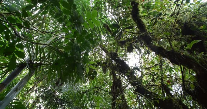 Looking up to the rainforest canopy with  rain falling,  tracking shot. Montane rainforest near Baeza on the Amazon slopes of the Andes in Ecuador.