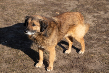 Yard dogs in the wild. Hungry dogs looking for food. Sunny day, wild animals.