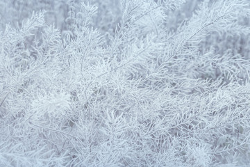 Abstract Blurred Winter Frozen Grass Background - 318651486