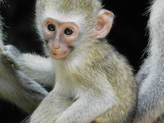 Fototapeta premium Baby Vervet Monkey