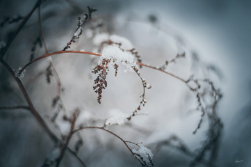 branch of a tree in winter